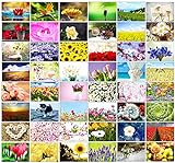 48 Blanko-Grußkarten mit Fotos im Landschafts-Design: 48 helle und fröhliche Blumen