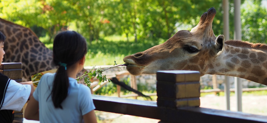 Giraffen im Zoo füttern