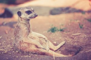 Zoo Gutscheine