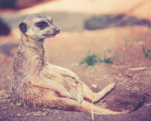 Zoo Gutscheine