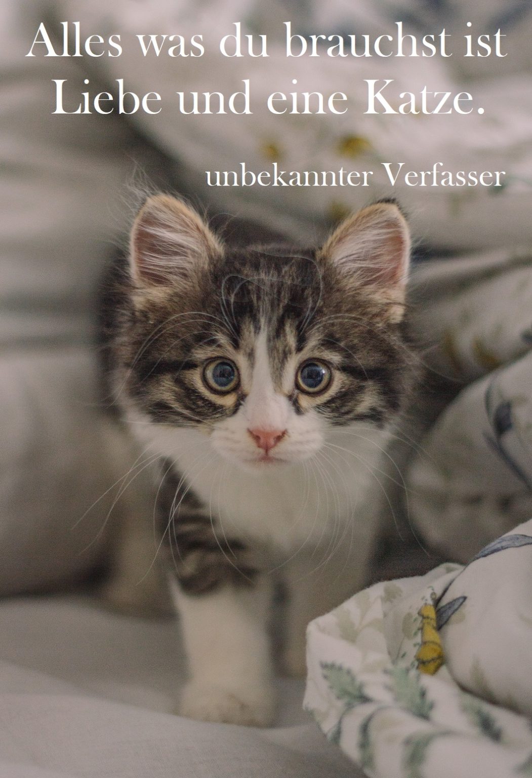 Katzenspruch Nummer 21 Gutscheinspruch.de