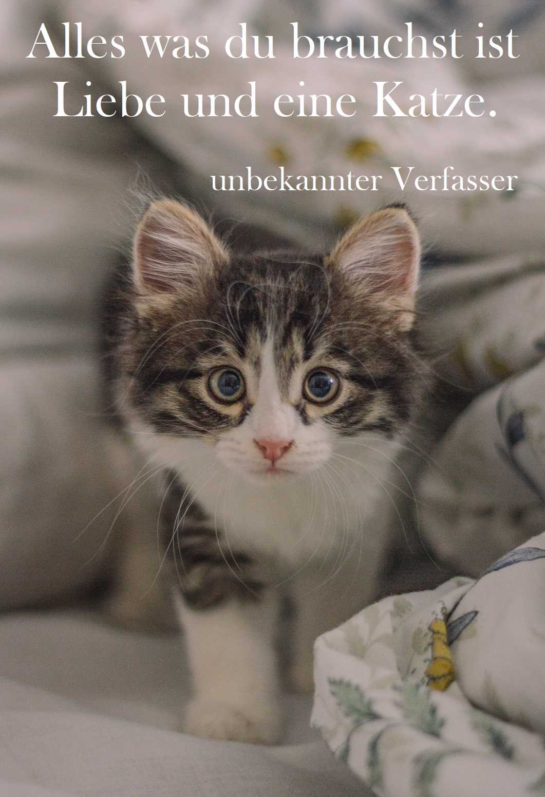 Sprüche und Zitate über Katzen: Teil 2 | Gutscheinspruch.de